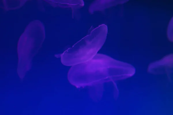 Verschillende paarse kwallen close-up op een blauwe achtergrond in verlichting. Kopieerruimte — Stockfoto