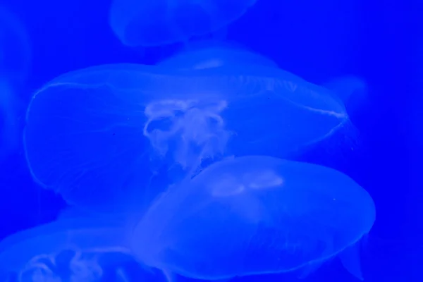 Transparent moon jellyfish close-up on a blue background with lighting — Stock Photo, Image