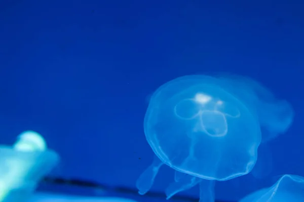 Transparante kwallen op een achtergrond met blauwe achtergrondverlichting. Jelly met verlichting. Leven in de oceaan, ongewoon en exotisch toerisme. Duiken en reizen, kopieerruimte — Stockfoto
