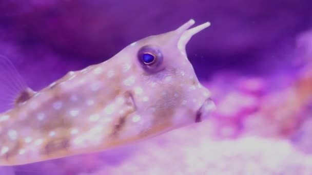 Funny Horned Close Fish Looking Camera Bokeh Effect Blurred Background — Stock Video