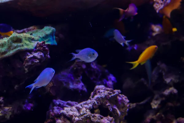 Pflanzen und Fische am Grund des Ozeans. Flora unter Wasser, Meeresleben. Freiraum für Text — Stockfoto