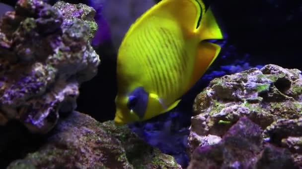 Yellow Fish Slowly Swims Ocean Floor Caves Reefs Copy Space — Stock Video