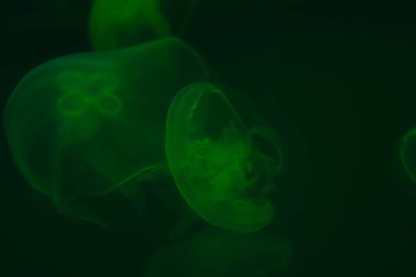 Several green jellyfishes on background in the lighting. Copy space