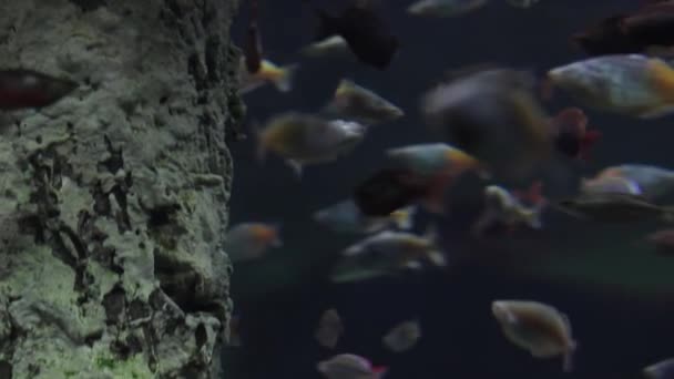 许多灰色的鱼在黑暗的背景下在水下游泳 该视频适合作为放置文本的背景 — 图库视频影像