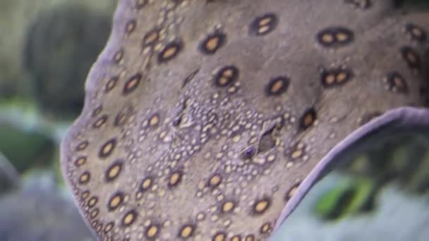 Spotted Stingray Nada Rapidamente Para Lado Frente Câmera Subaquática — Vídeo de Stock
