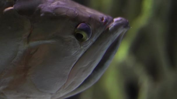 Cabeça Cinza Estranho Close Peixe Fundo Escuro Embaçado — Vídeo de Stock