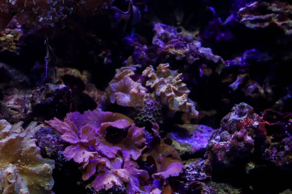 Ocean bottom. Flora underwater, ocean life. Background wuth copy space