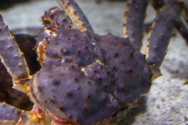 Okyanusun dibindeki suyun altında kocaman ıstakoz.