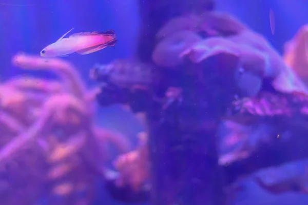 Lila rosa kleine Fische im Meer. Unterwasserhintergrund mit Kopierraum — Stockfoto