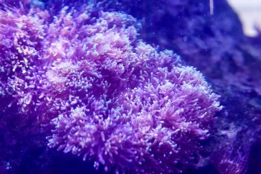 Okyanusun dibindeki su altı bitkileri. Arkaplan kopyalama alanı. Dalış ve turizm