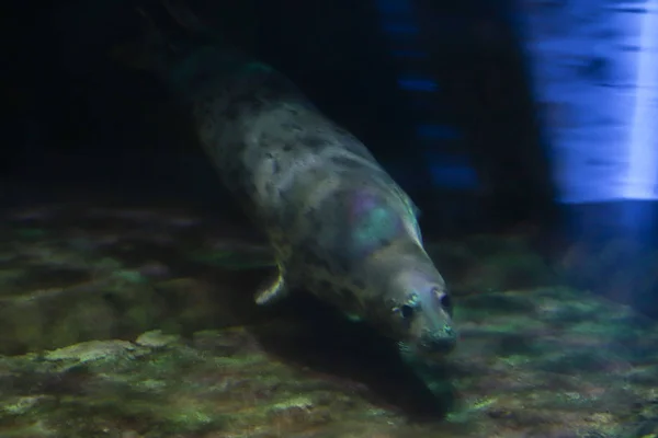 Pelzrobben schwimmen im Aquarium unter Wasser. Kopierraum — Stockfoto
