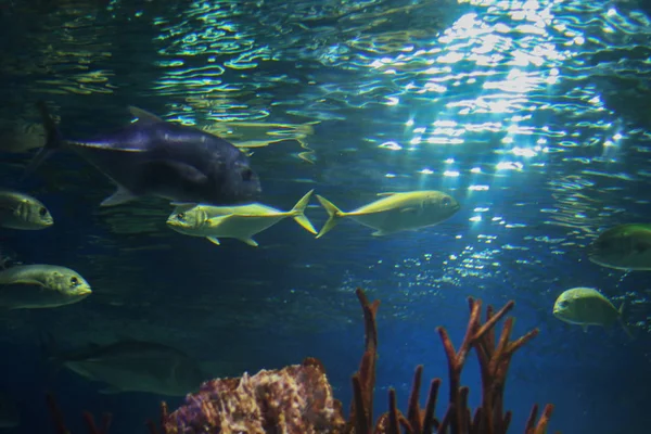 Fische unter Wasser, von unten geschossen. Sonnenstrahlen brechen sich im Wasser und erhellen das Wasser. Unterwasserflora und -fauna des Ozeans. Kopierraum für Hintergrund — Stockfoto