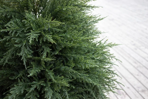 Árbol Verde Coníferas Artificiales Cerca Con Espacio Para Copiar —  Fotos de Stock