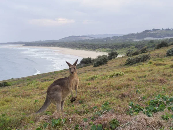 Günbatımında sahilde yürüyen bir Avustralya kangurusu.