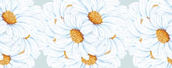 watercolor white daisy in a horizontal border