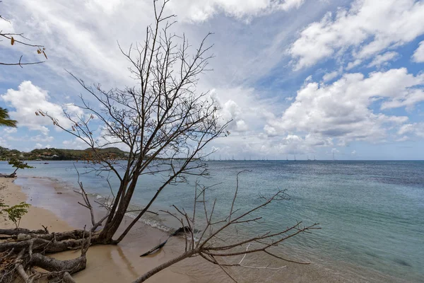 Sainte Anne Martinik Fwi Pláž Pointe Marin — Stock fotografie