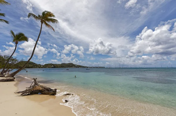 Sainte Anne Martinica Fwi Pointe Marin Beach —  Fotos de Stock