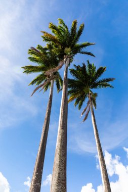 Gökyüzünde hindistan cevizi ağaçları