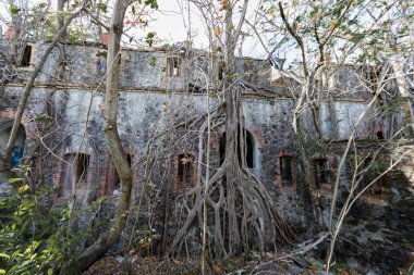 La Pointe du Bout 'un eski küçük kalesinin duvarında büyüyen bir ağaç - Les Trois Ilets, Martinique, Fwi