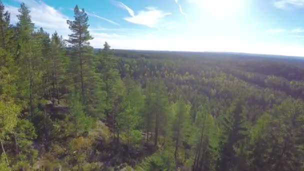 Vliegen tussen vuren bomen en boven groot bos — Stockvideo