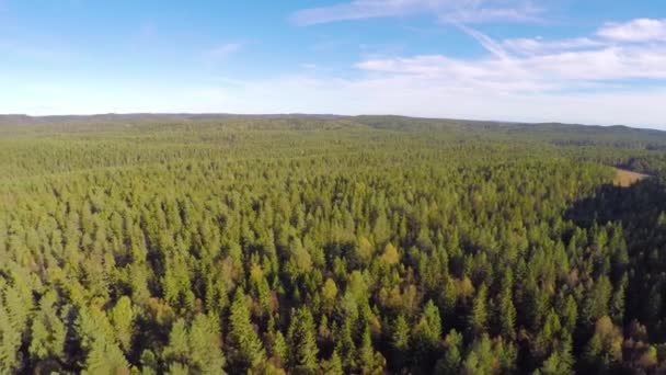 Hoch über großen Fichtenwald fliegen — Stockvideo