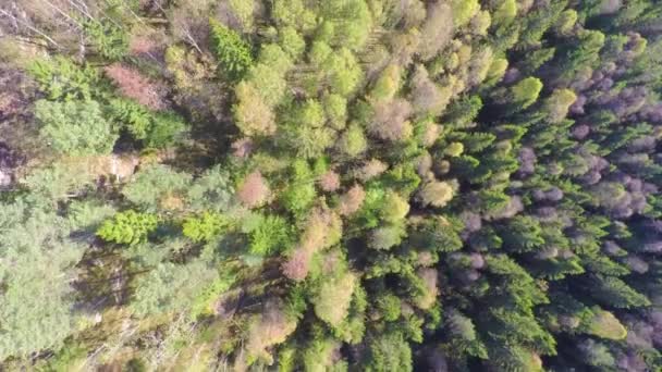 Летающие высоко над большим еловым лесом с панорамой камеры — стоковое видео