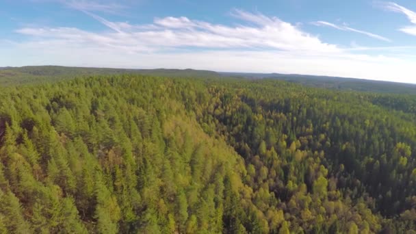 Volando alto sobre el gran bosque de abetos — Vídeos de Stock