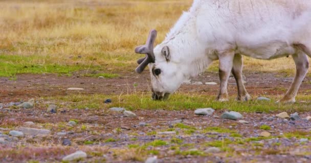 Renna selvatiche mangiare nella natura artica — Video Stock