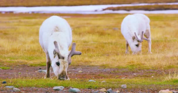 Reindeers eats grass at the plains at Svalbard — Stock Video