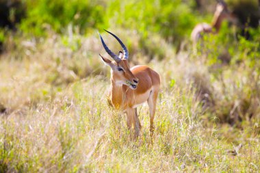 Serengeti Afrika'da yeme ceylan