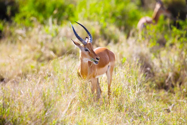 Gazelle eten in Serengeti Afrika — Stockfoto