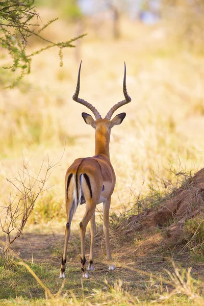 Gazelle op zoek naar vijanden in de Serengeti — Stockfoto