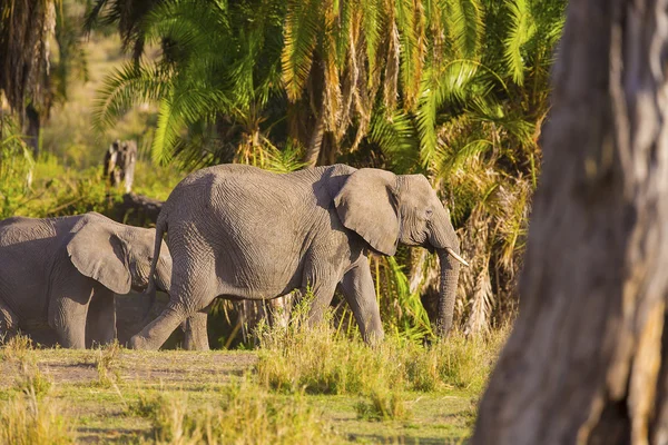 Skupina velkých slonů chůze v serengeti — Stock fotografie