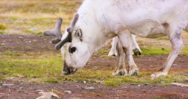 Wilde rendieren eten in de in de Arctische natuur — Stockvideo