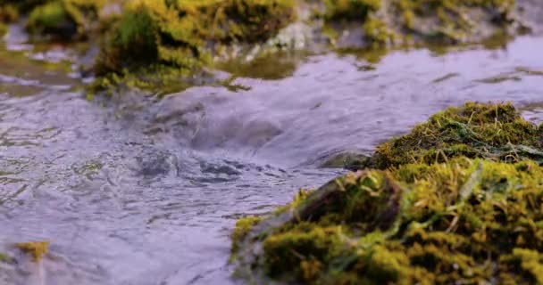 Крупный план течения пресной воды с ледника на Шпицбергене — стоковое видео