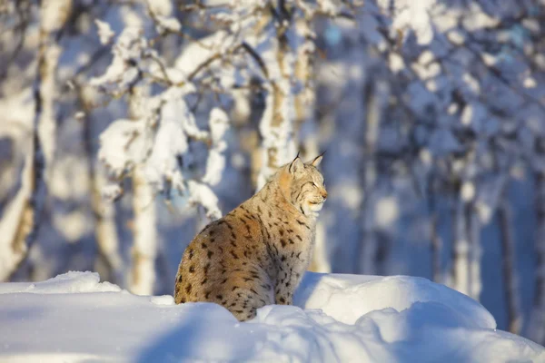 Lynx kissa lepää talvella auringon laskiessa — kuvapankkivalokuva