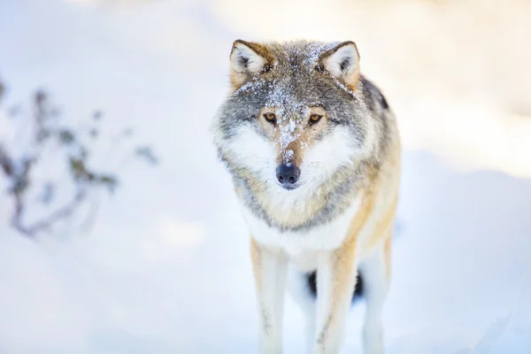 Wolf áll, a szép és hideg téli erdő — Stock Fotó