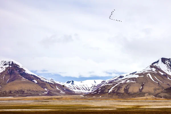 Птахи літають між горами в арктичному літньому пейзажі — стокове фото