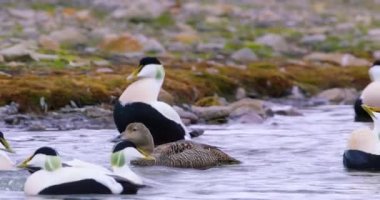 Ortak eider arctic deniz çiftleşme