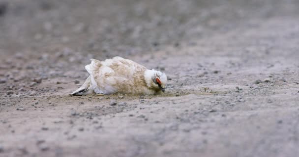 北極海のスバールバル諸島雷鳥ライチョウのクローズ アップ — ストック動画