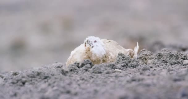 Nahaufnahme von Spitzbergen-Auerhuhn in der Arktis — Stockvideo