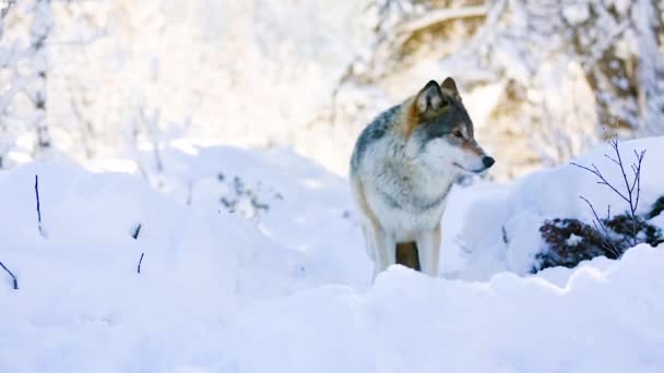 Wolf áll a gyönyörű téli erdő