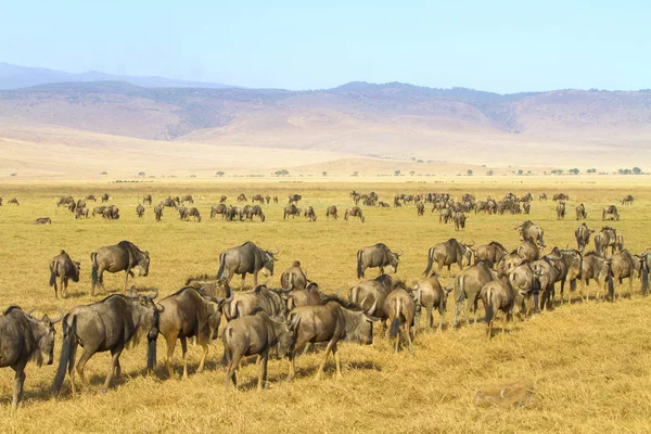 Manadas de ñus caminando en Ngorongoro —  Fotos de Stock