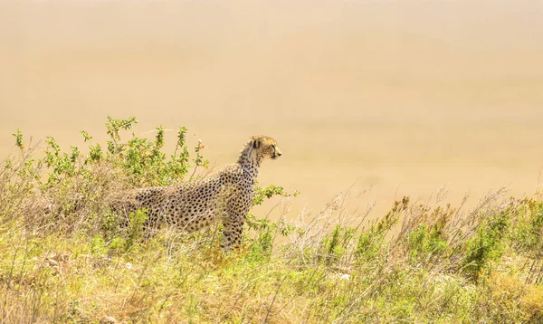 Африканский гепард на холме в Серенгети — стоковое фото