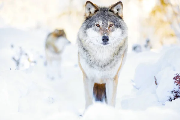 A wolf pack, hideg téli erdőben két Farkas — Stock Fotó