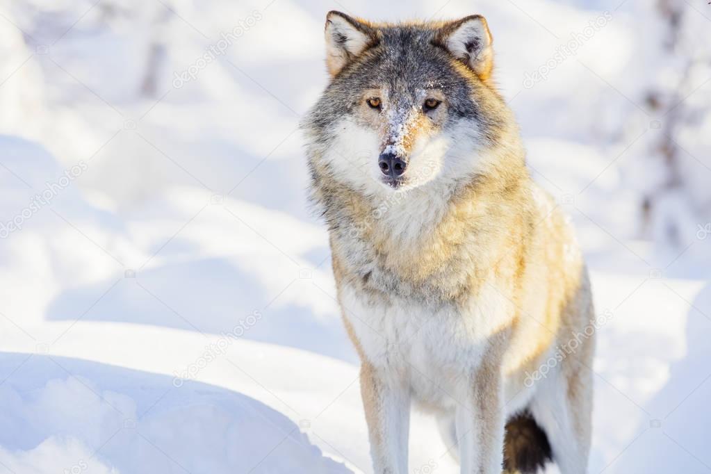 One wolf standing in beautiful winter forest