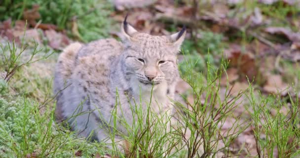 European lynx lies in the forest at late fall — Stock Video