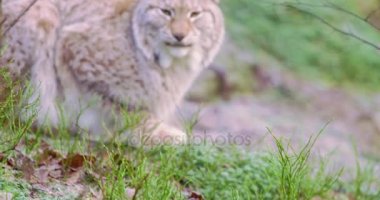 Geç sonbaharda, ormandaki bir Avrupa lynx
