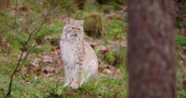 Avrupa lynx sonbahar ormanda oturur