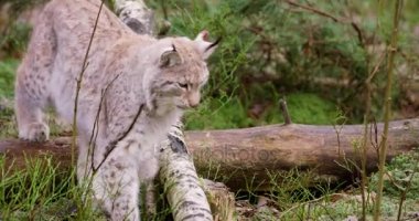 Genç Avrupa lynx yavrusu ormanda yürür